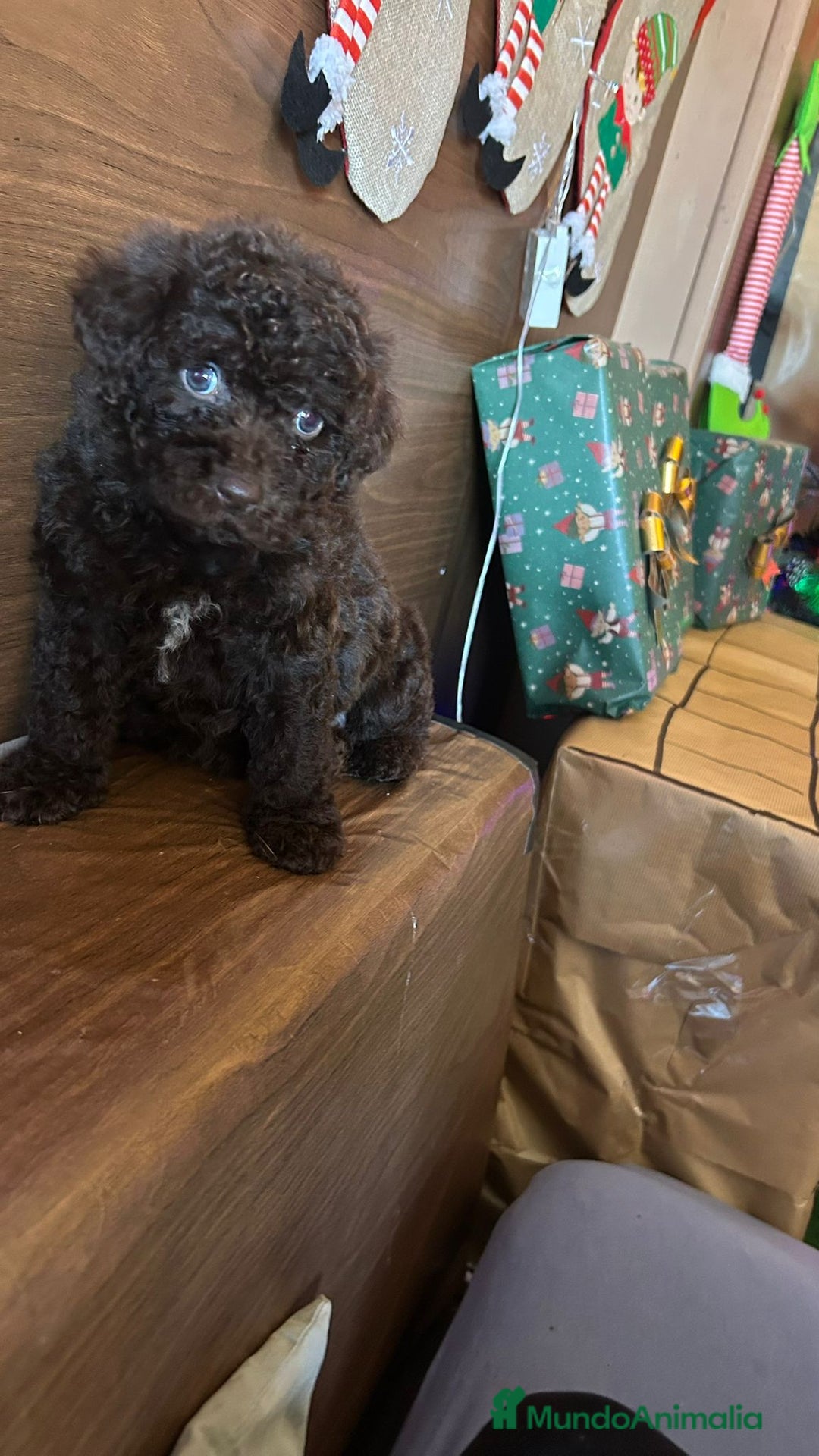 Perro de Agua Español perros en venta: Perro.de agua  - Anuncio 5