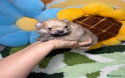 Pomerania perros en venta: Pomerania - Imagen 2