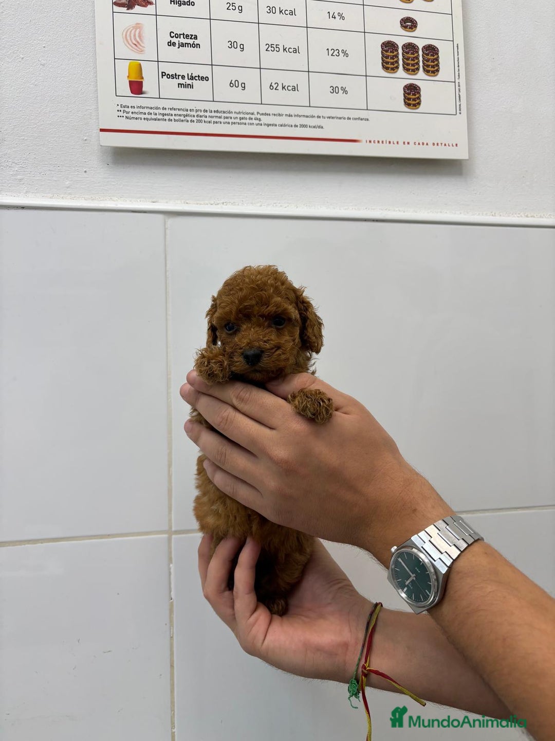 Caniche Toy perros en venta: Caniche Toy 1.600€ ¡PRECIO REAL! - Anuncio 3