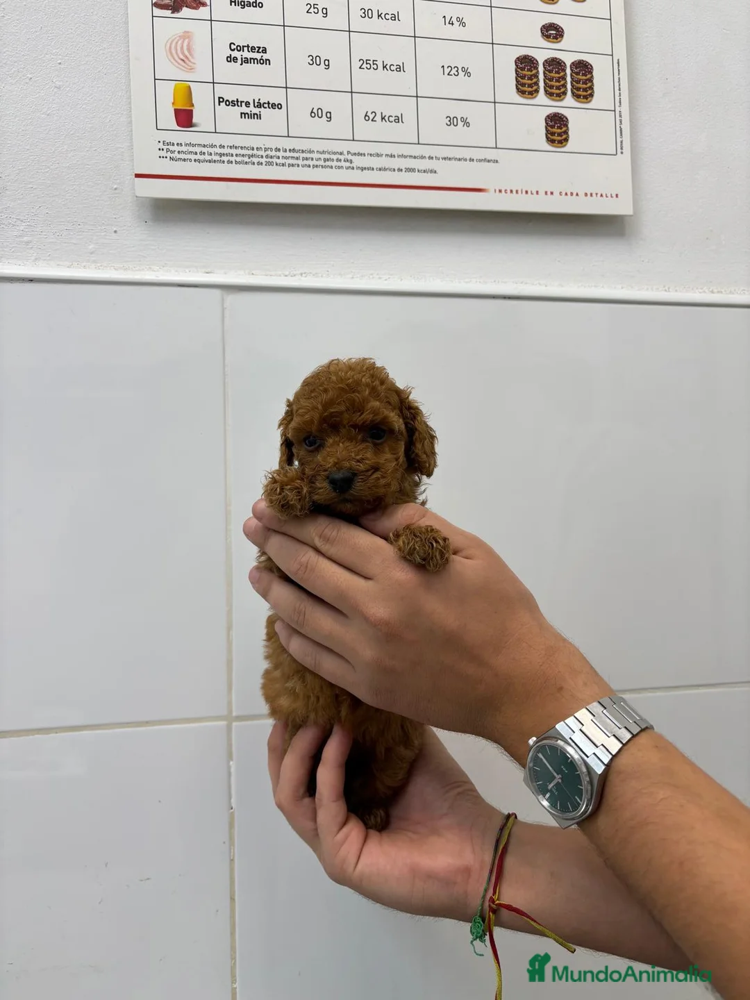 Caniche Toy perros en venta: Caniche Toy 1.600€ ¡PRECIO REAL! - Anuncio 3