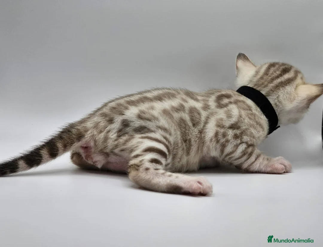 Bengalí gatos en venta: BENGALÍ LINK en Madrid - Anuncio 3