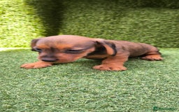 Teckel Miniatura perros en venta: camada teckel mini  - Imagen 18