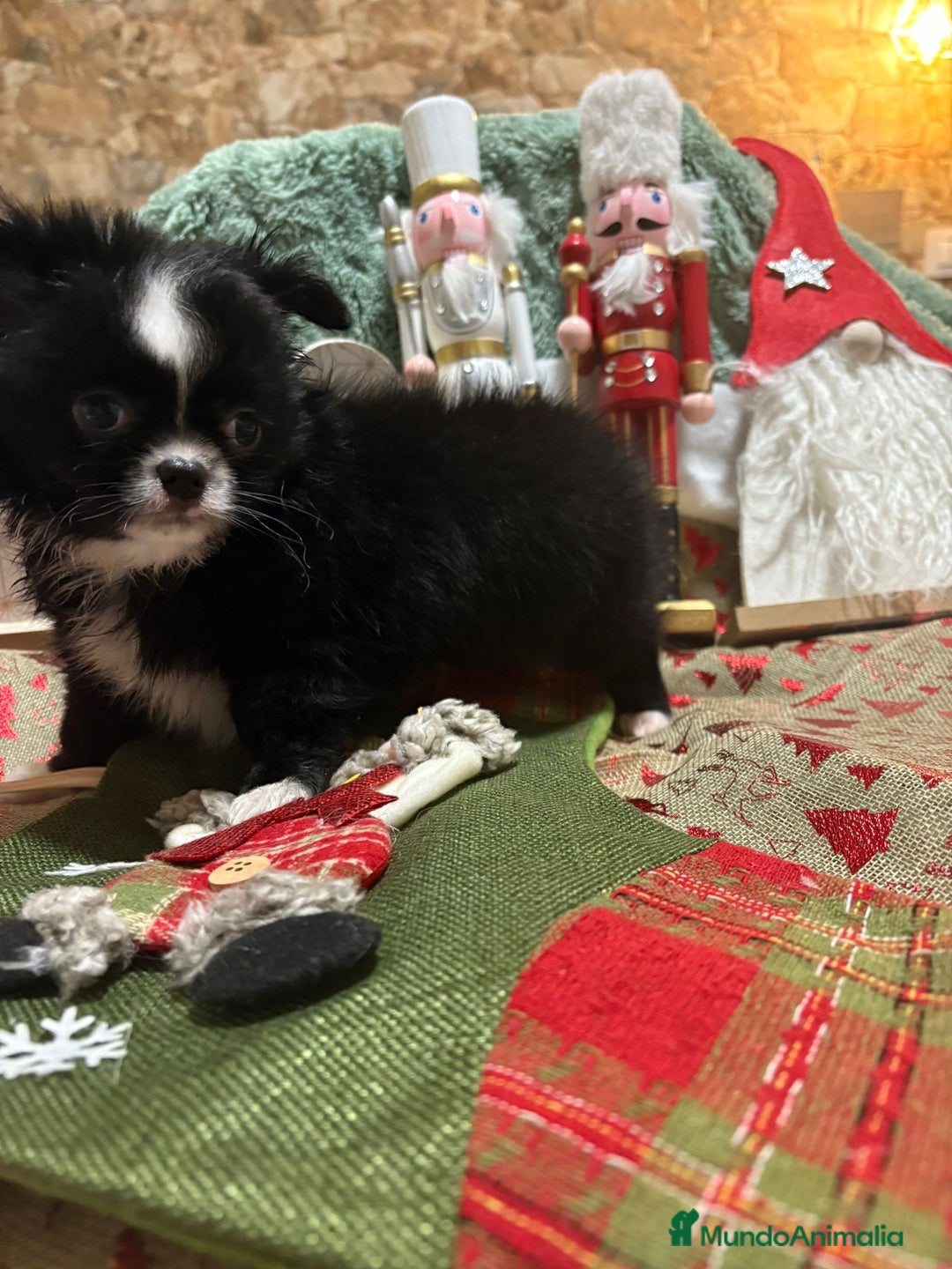 Chihuahua perros en venta: Chihuahua toy pelo largo ruso - Anuncio 7