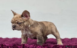 Bulldog Francés perros en venta: FRENCHIES CRIADOS EN AMBIENTE FAMILIAR !!! - Anuncio 3