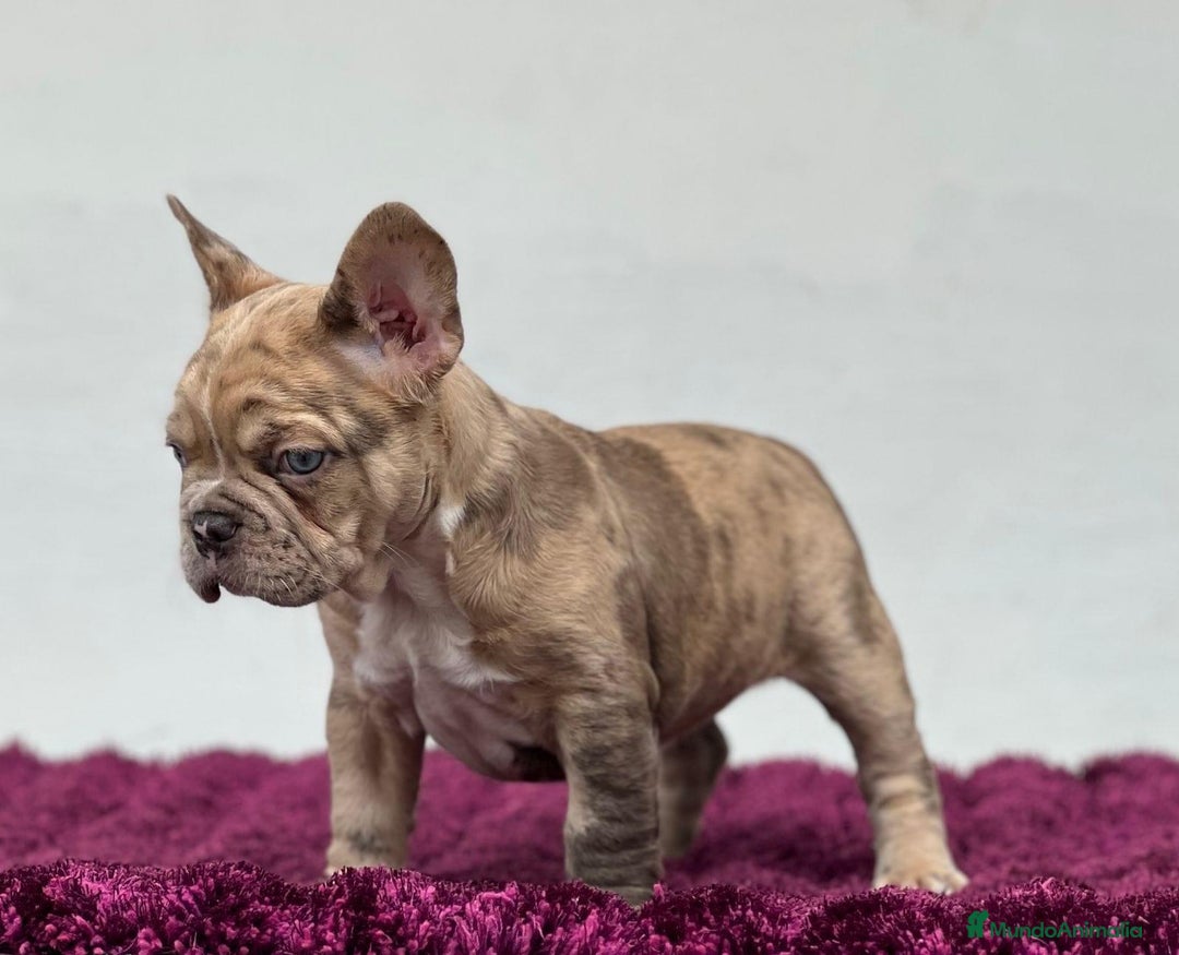 Bulldog Francés perros en venta: FRENCHIES CRIADOS EN AMBIENTE FAMILIAR !!! - Anuncio 3