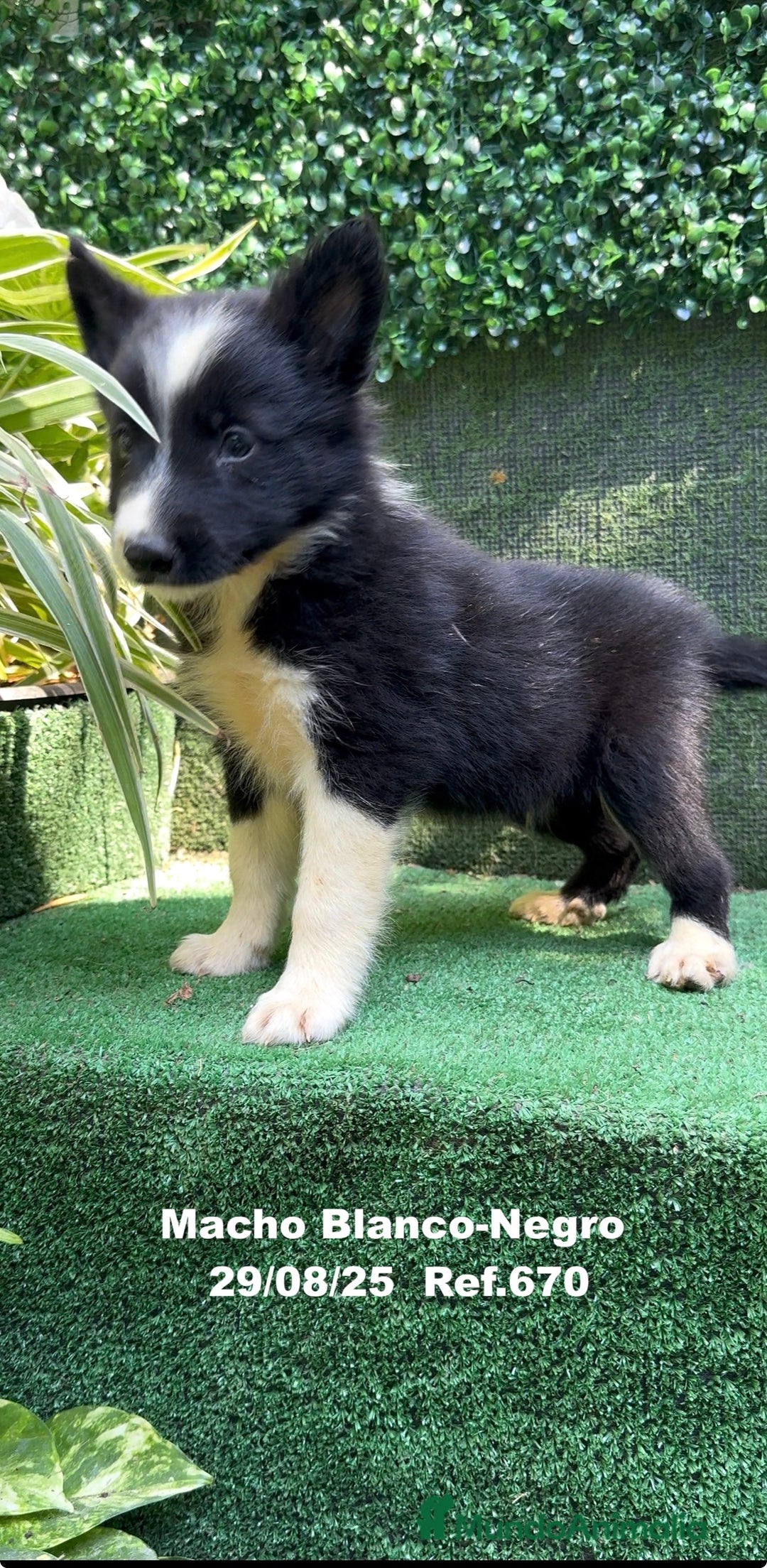 Border Collie perros en venta: Border Collie - Imagen 33