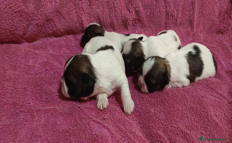 Shih Tzu perros - Anuncio 1