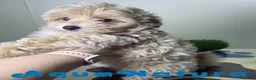 Maltipoo perros en venta: Maltipoo Hembra AQUANATURA - Anuncio 6
