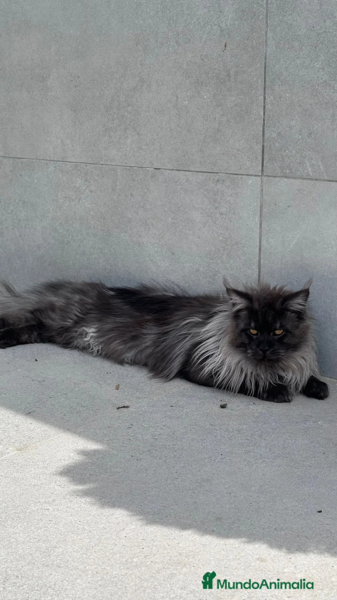 Maine Coon gatos en venta: Maine Coon Carey / Tricolor - Anuncio 16