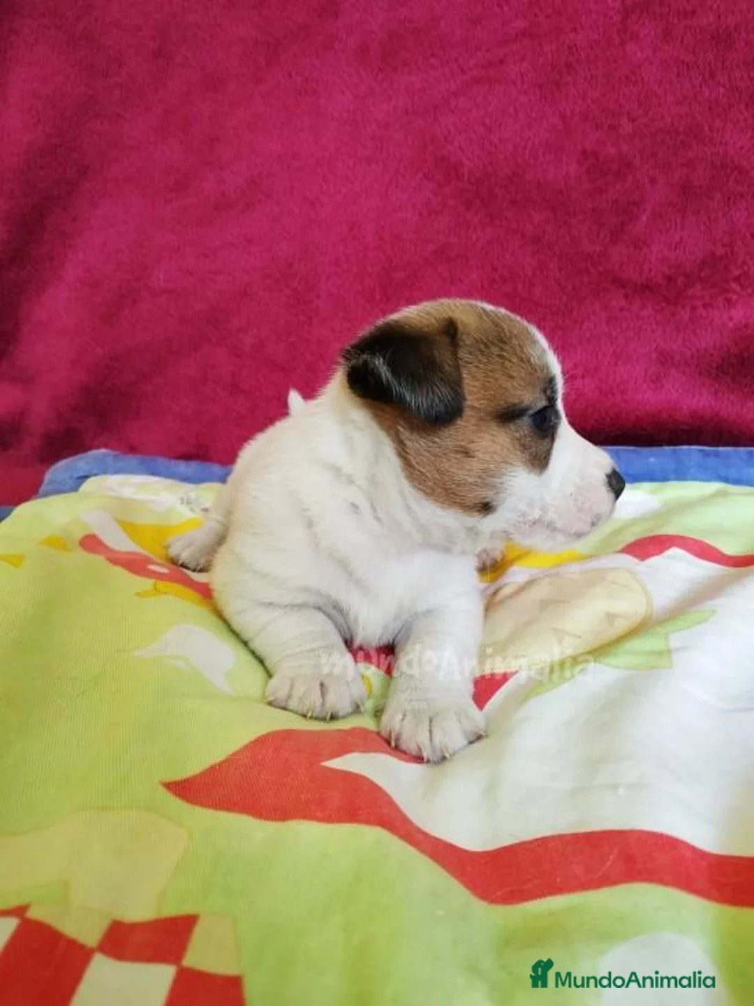 Imagen de galería {{count}}