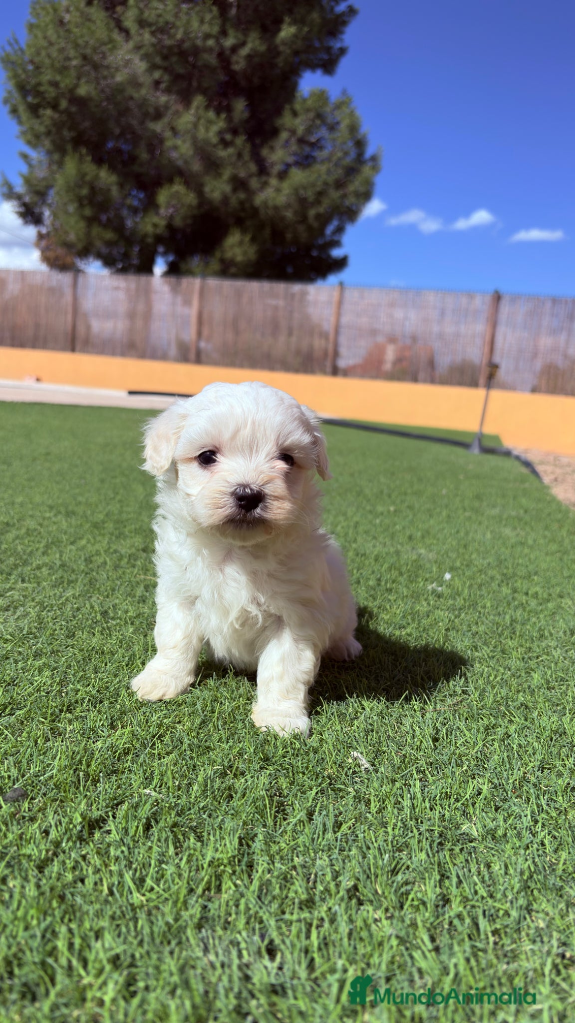 Bichón Maltés perros Bichon Maltes - Anuncio 2