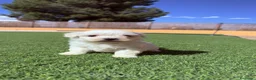 Bichón Maltés perros en venta: Bichon Maltes - Anuncio 1