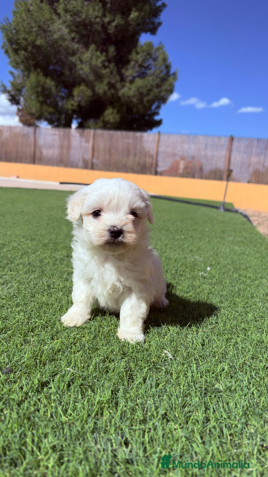 Bichón Maltés perros en venta: Bichon Maltes - Anuncio 1