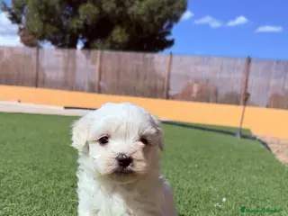 Bichón Maltés perros Bichon Maltes - Anuncio 1
