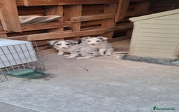 Border Collie perros en venta: Boder collie  - Imagen 1