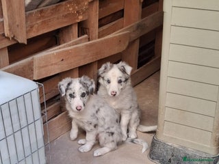 Border Collie perros - Anuncio 2