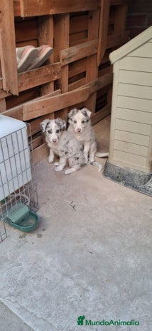 Border Collie perros - Anuncio 2