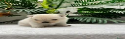 Pomerania perros en venta: POMERANIA - Anuncio 11