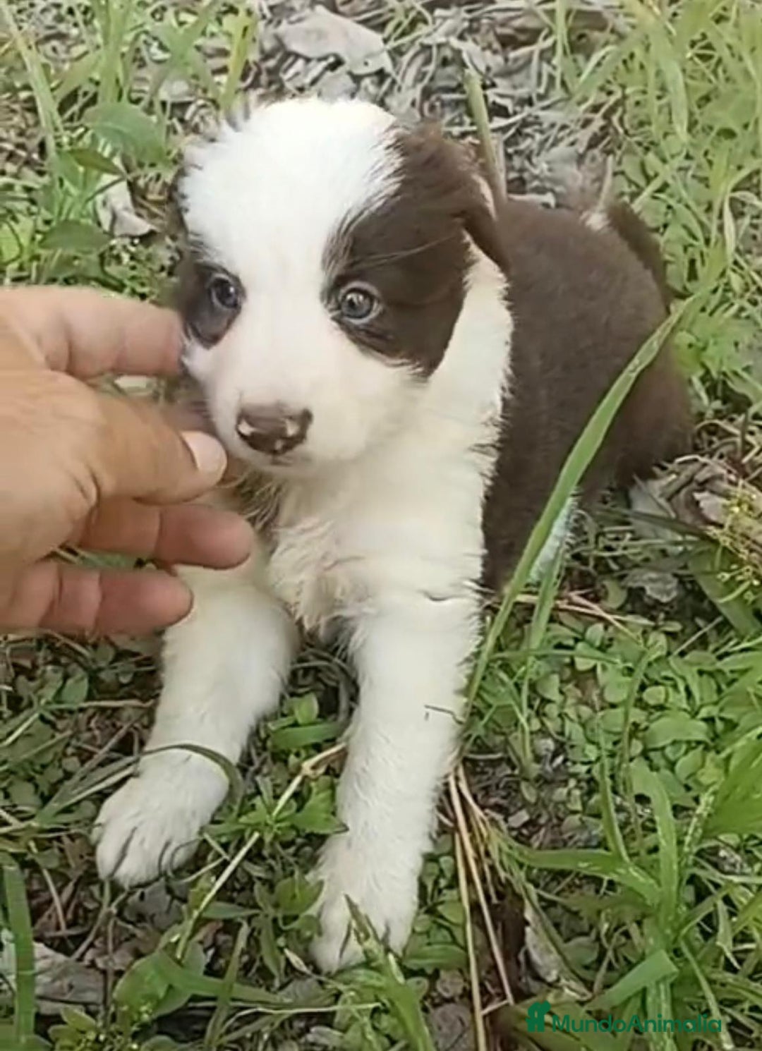 Border Collie perros en venta: Border collie chocolate hembra - Imagen 4