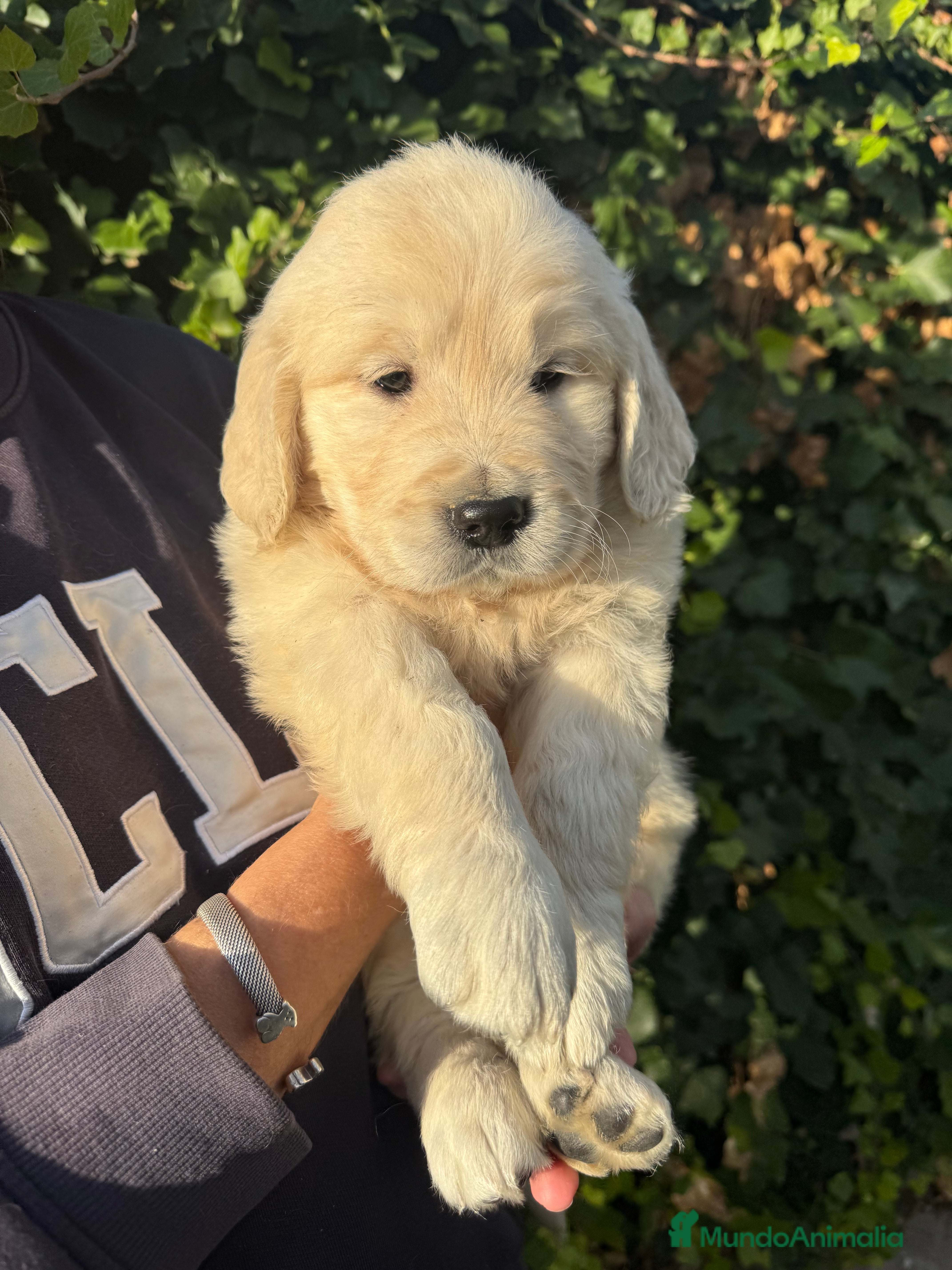 Golden Retriever perros golden retriever  - Anuncio 17