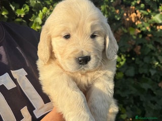 Golden Retriever perros golden retriever - Anuncio 4