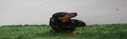 Teckel Miniatura perros en venta: Teckel Miniatura  - Anuncio 26
