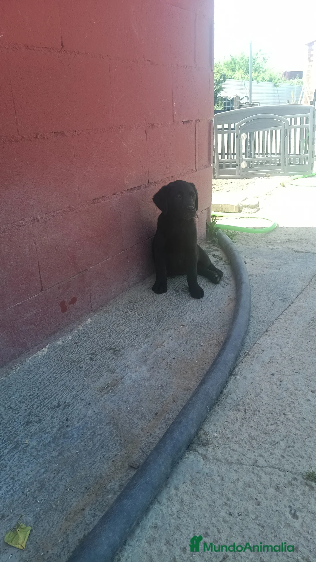 Labrador Retriever perros en venta: Disponible hembra labrador retriever  en Sevilla - Anuncio 1
