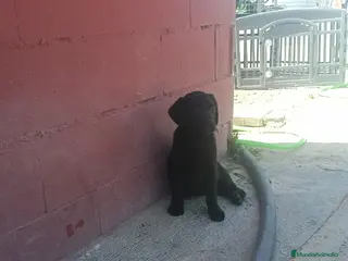 Labrador Retriever perros Hembra de labrador retriever - Anuncio 1