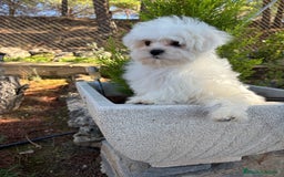 Bichón Maltés perros en venta: Bichon maltés toy listo para entregar  - Imagen 2