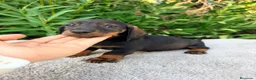 Teckel Miniatura perros en venta: TECKEL MINIATURA NEGRO FUEGO - Anuncio 5