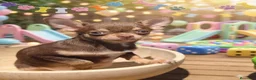 Chihuahua perros en venta: Chihuahua bicolor macho - Anuncio 1
