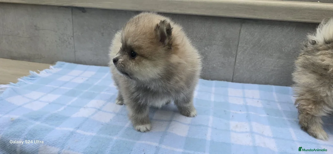 Pomerania perros en venta: Cachorros de pomerania toy  - Anuncio 3
