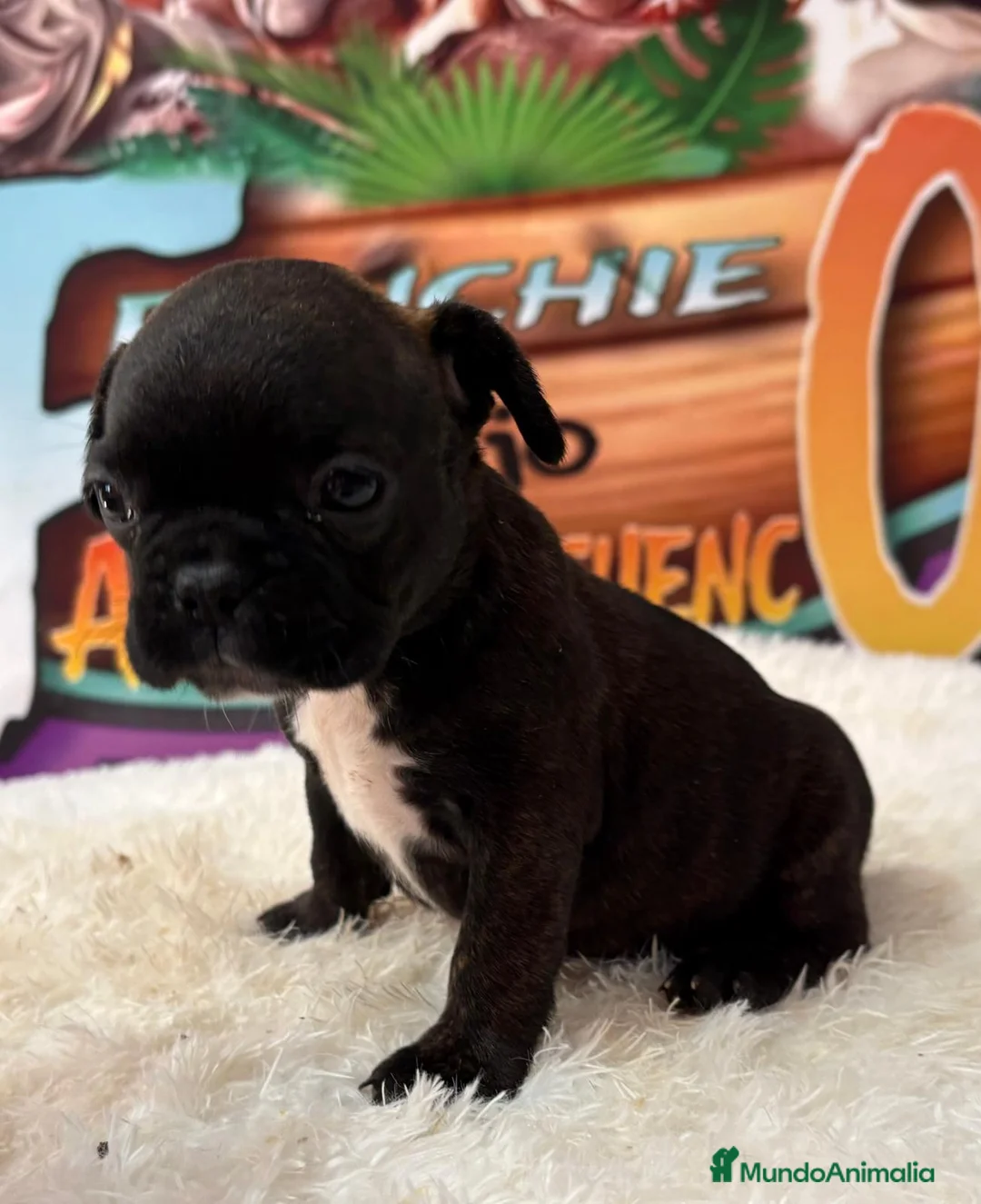 Bulldog Francés perros en venta: cachorro de bulldog frances en Madrid - Anuncio 3