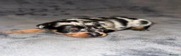 Pinscher Miniatura perros en venta: Pinscher miniatura - Anuncio 5