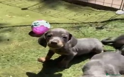 Teckel perros en venta: Teckel Azul Cachorro - Imagen 1