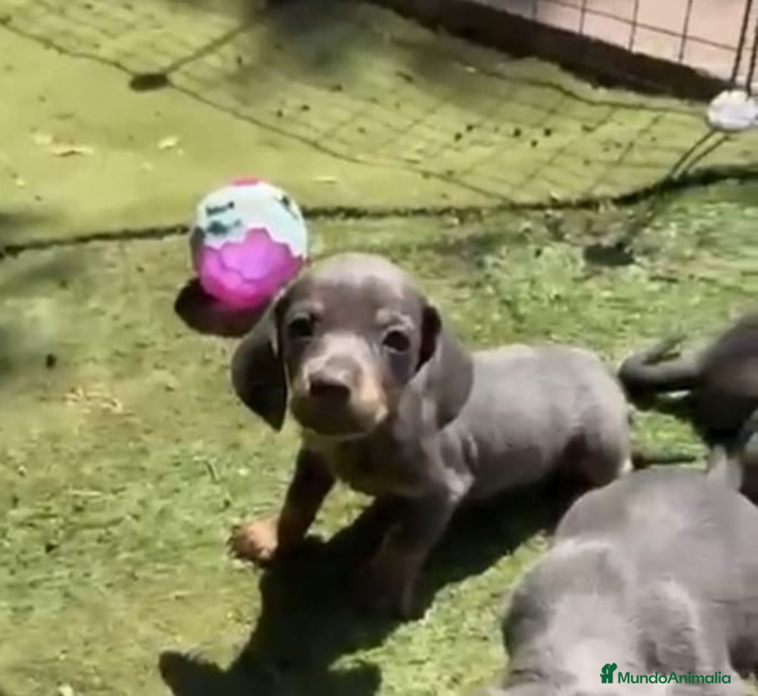 Teckel perros en venta: Teckel Azul Cachorro - Imagen 1