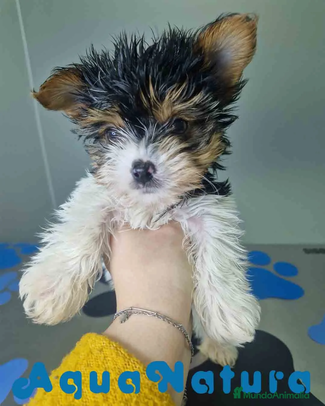 Biewer Yorkshire Terrier a la Pom Pon perros en venta: Yorkshire Biewer Macho CJMM 1318 AQUANATURA - Anuncio 4
