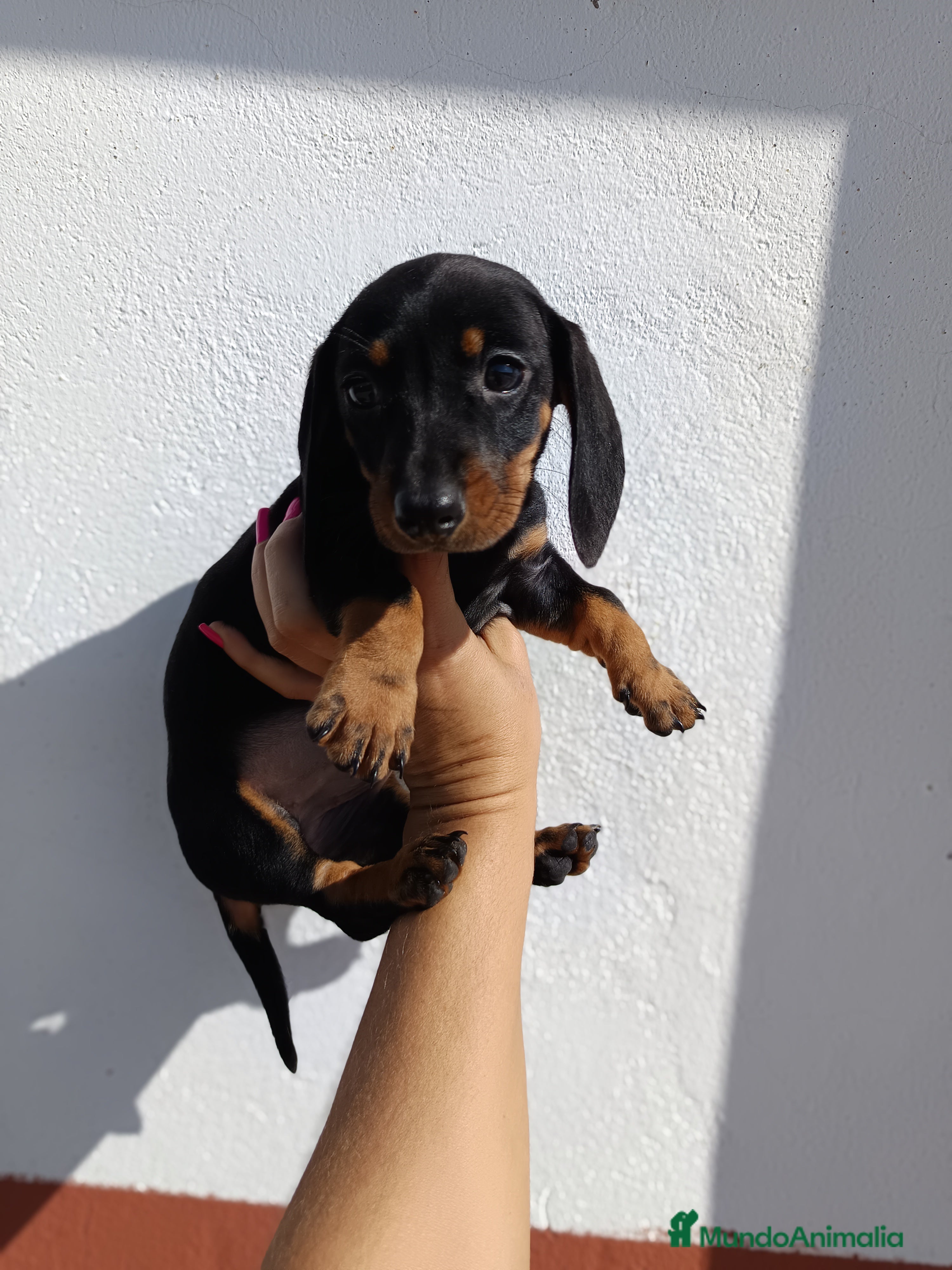 Teckel Miniatura perros Teckel hembra  en Badajoz - Anuncio 10