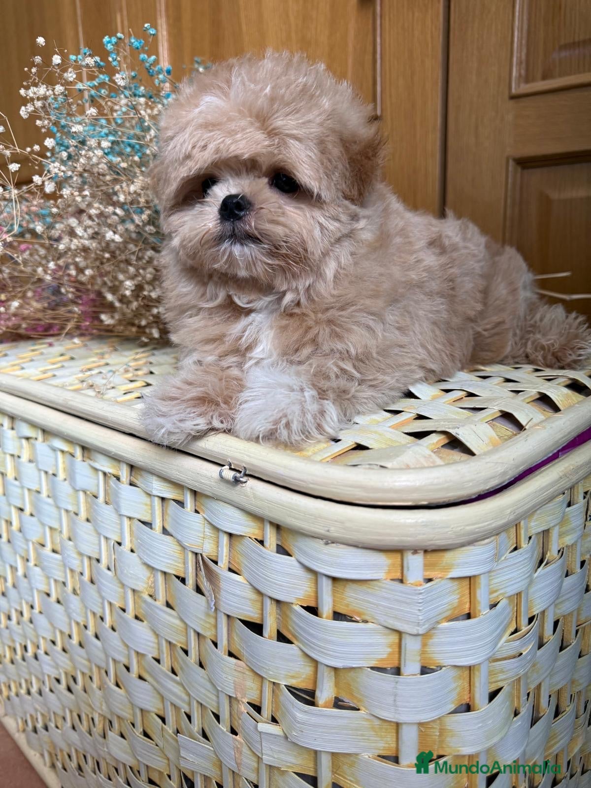 Maltipoo perros Maltipoo muy bonitos rasgos asiáticos!!! - Anuncio 3