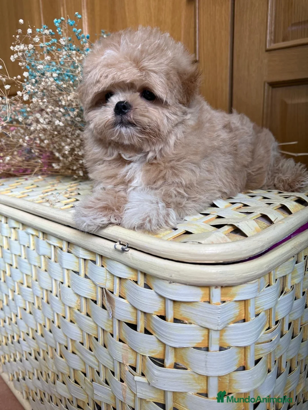 Maltipoo perros en venta: Maltipoo muy bonitos rasgos asiáticos!!! - Anuncio 1