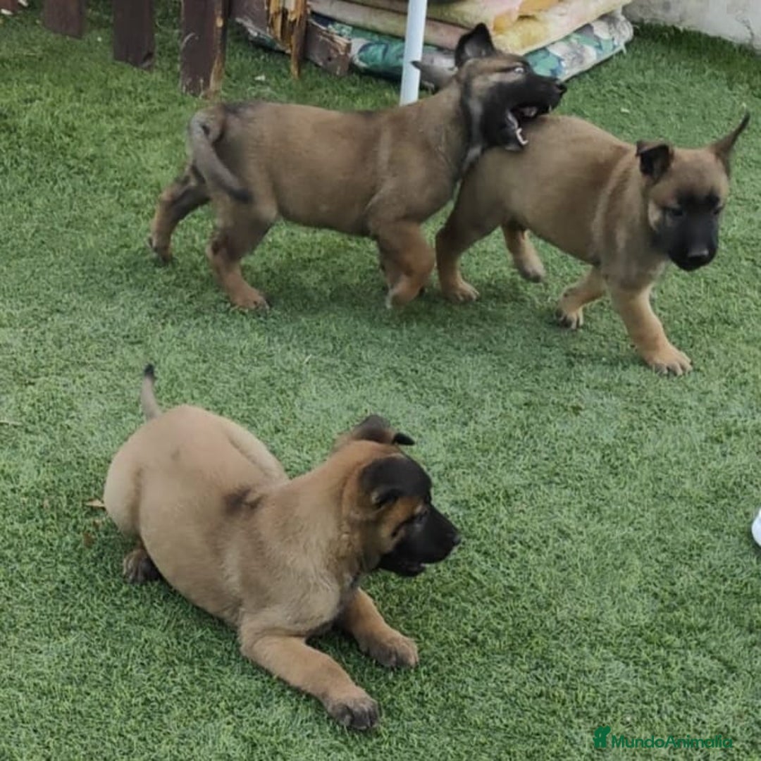 Pastor Belga Malinois perros en venta: PASTOR BELGA MALINOIS 550€  - Imagen 2