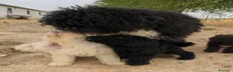 Perro de Agua Español perros en venta: Preciosos cachorros de Perro de Agua - Anuncio 12