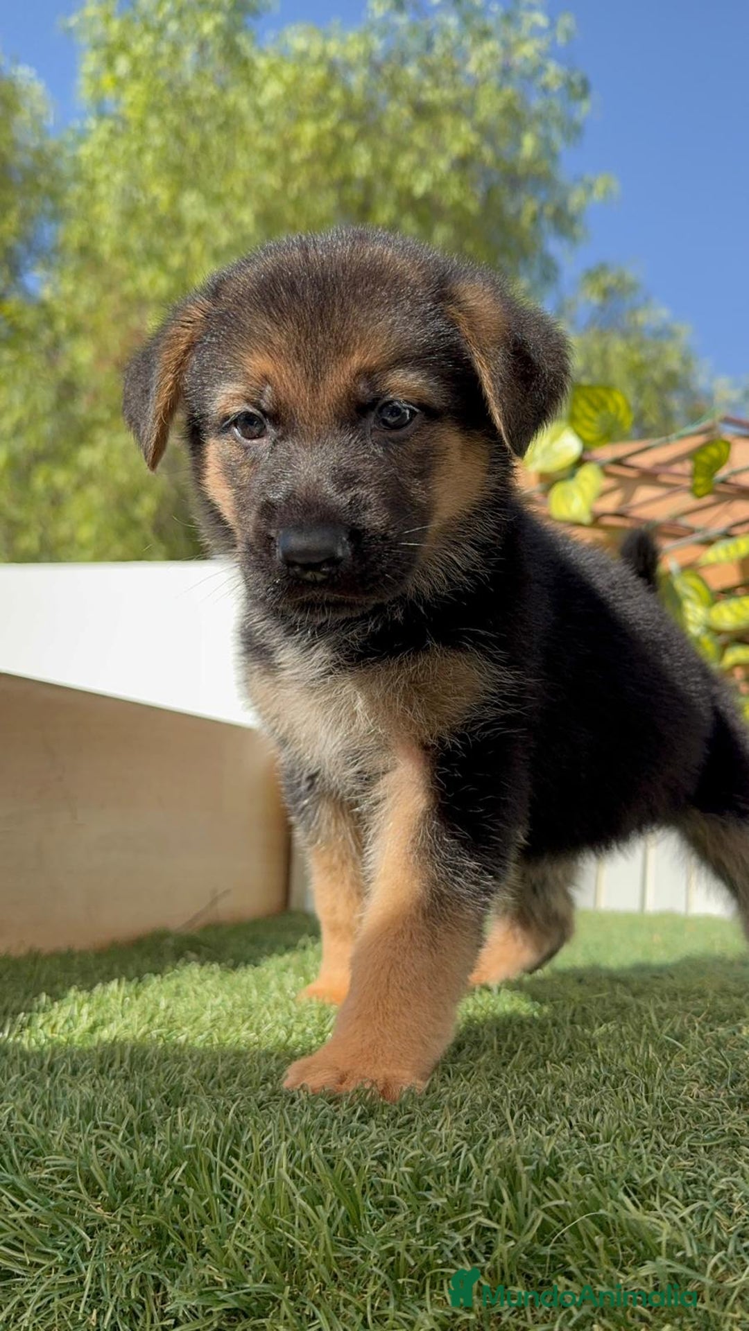 Pastor Alemán perros en venta: PASTOR ALEMAN - Imagen 11