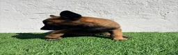 Pastor Belga Malinois perros en venta: Pastor Belga Malinois - Anuncio 4