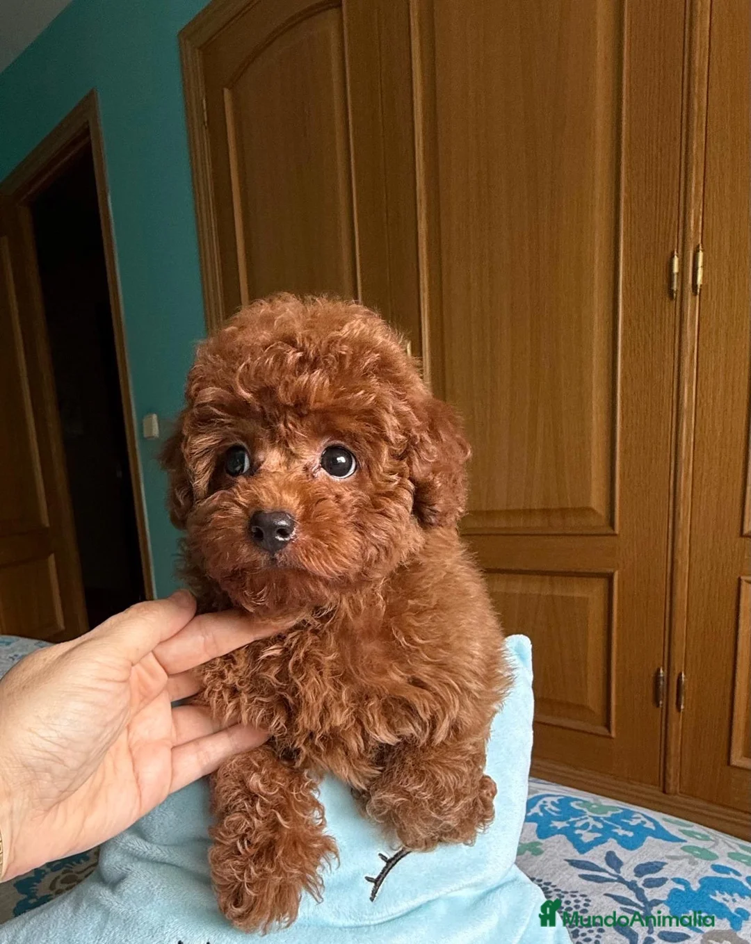 Caniche Toy perros en venta: Caniche toy Macho disponible !!! - Anuncio 7