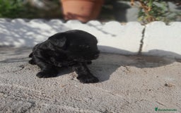Labrador Retriever perros en venta: LABRADOR - Imagen 11