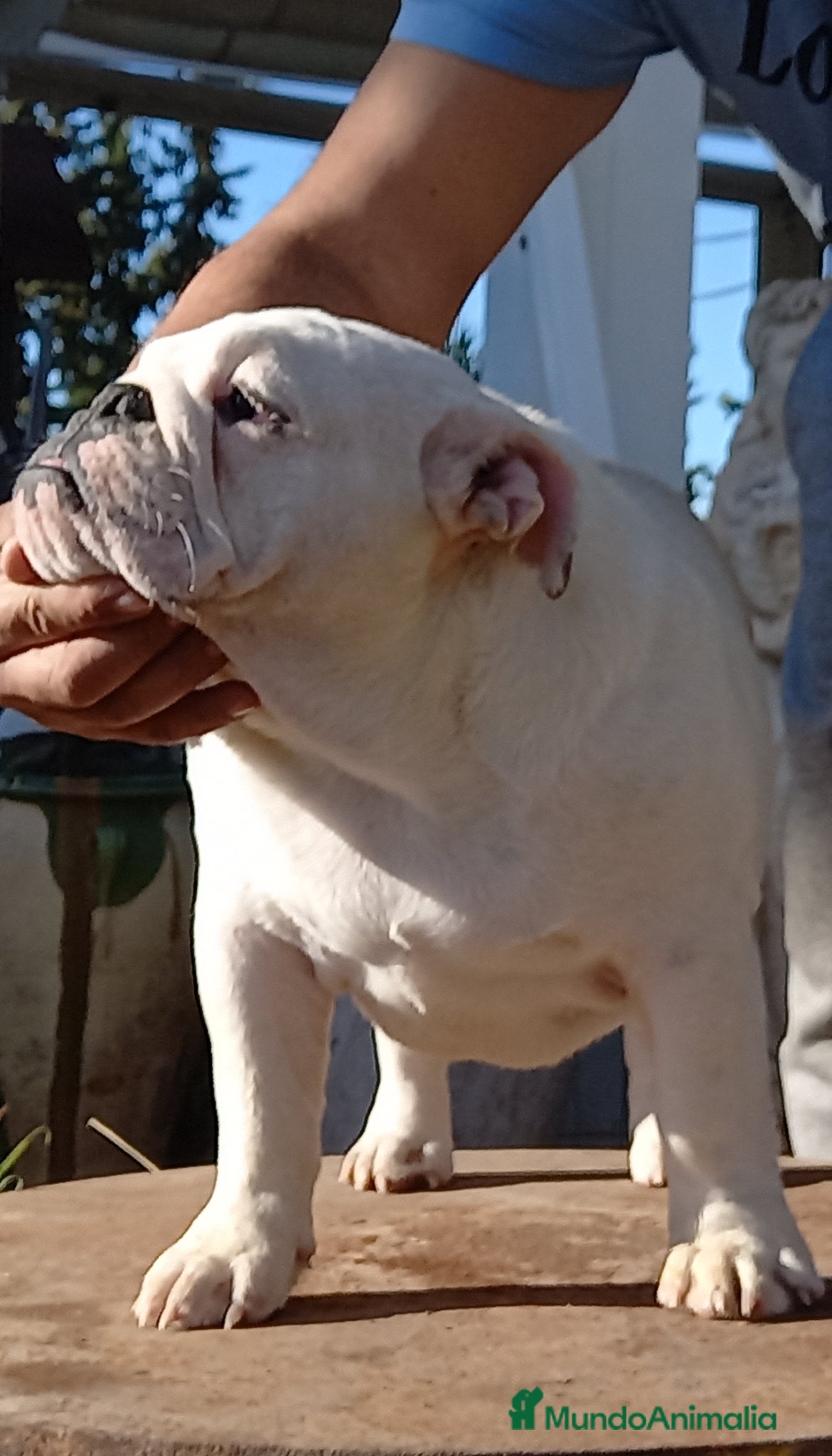 Bulldog Inglés perros Bulldog ingles, próxima camada - Anuncio 2