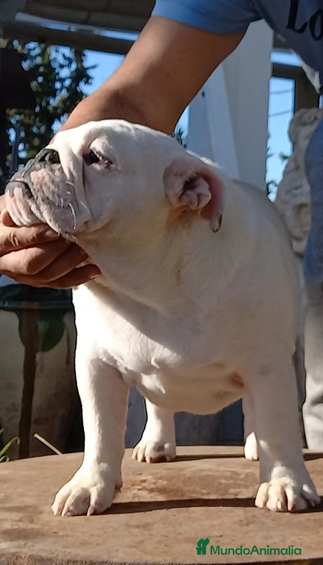 Bulldog Inglés perros en venta: Bulldog ingles, próxima camada - Anuncio 1