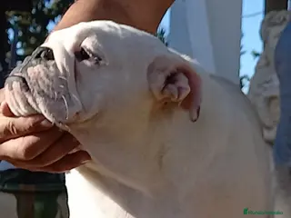 Bulldog Inglés perros Bulldog ingles, próxima camada - Anuncio 2