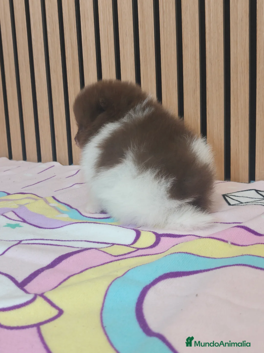 Pomerania perros en venta: Pomerania TOY Party ♀️♂️ - Anuncio 13